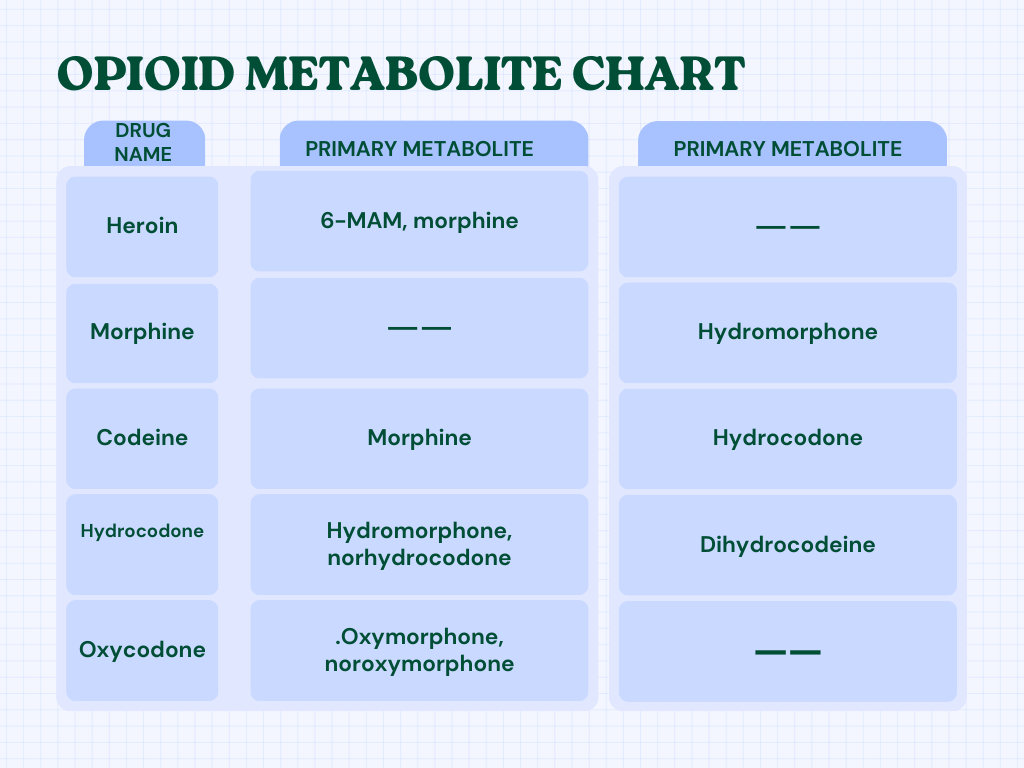 opioid metabolite chart