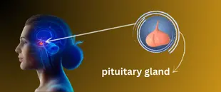 pituitary gland